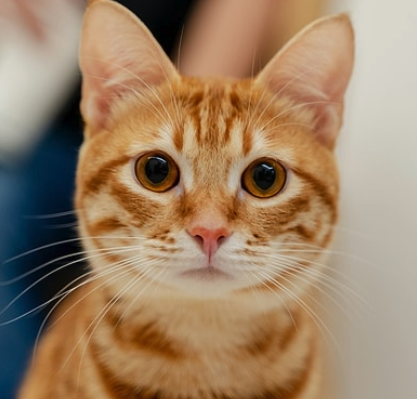 Kedi Bakımında Dikkat Edilecek Noktalar