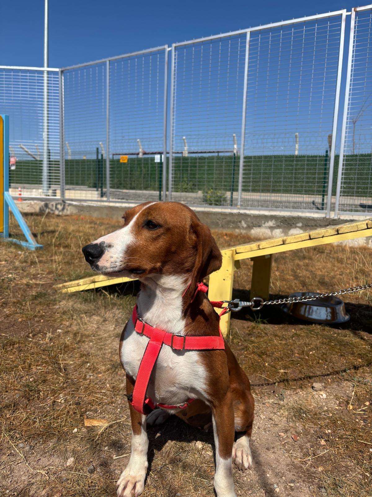 Bodi