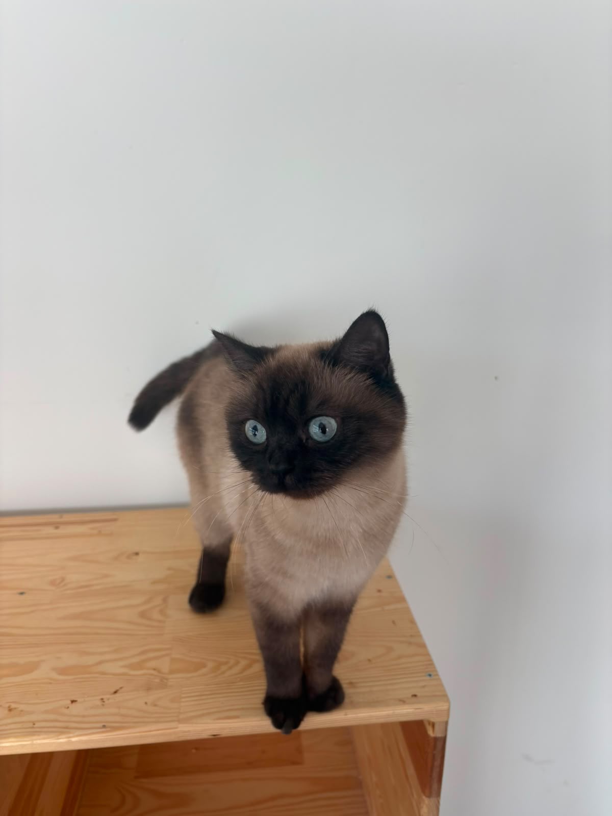 Hera