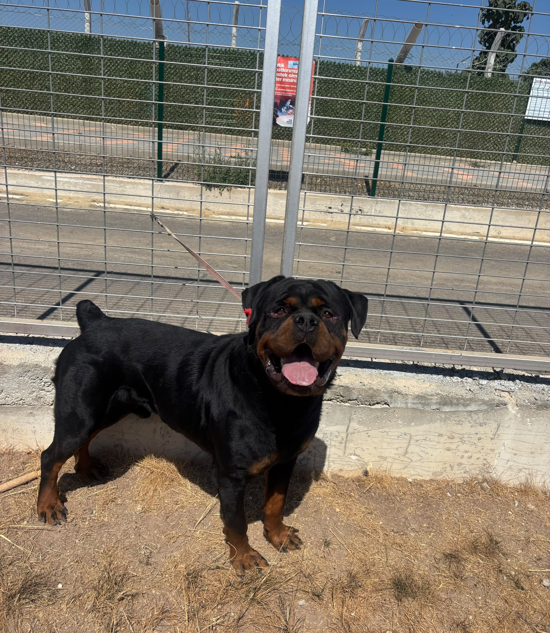Ares